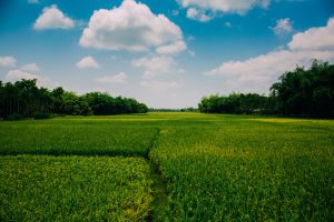 photo-of-farmland-during-daytime-2888333